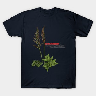 Endangered Northern Grape Fern T-Shirt